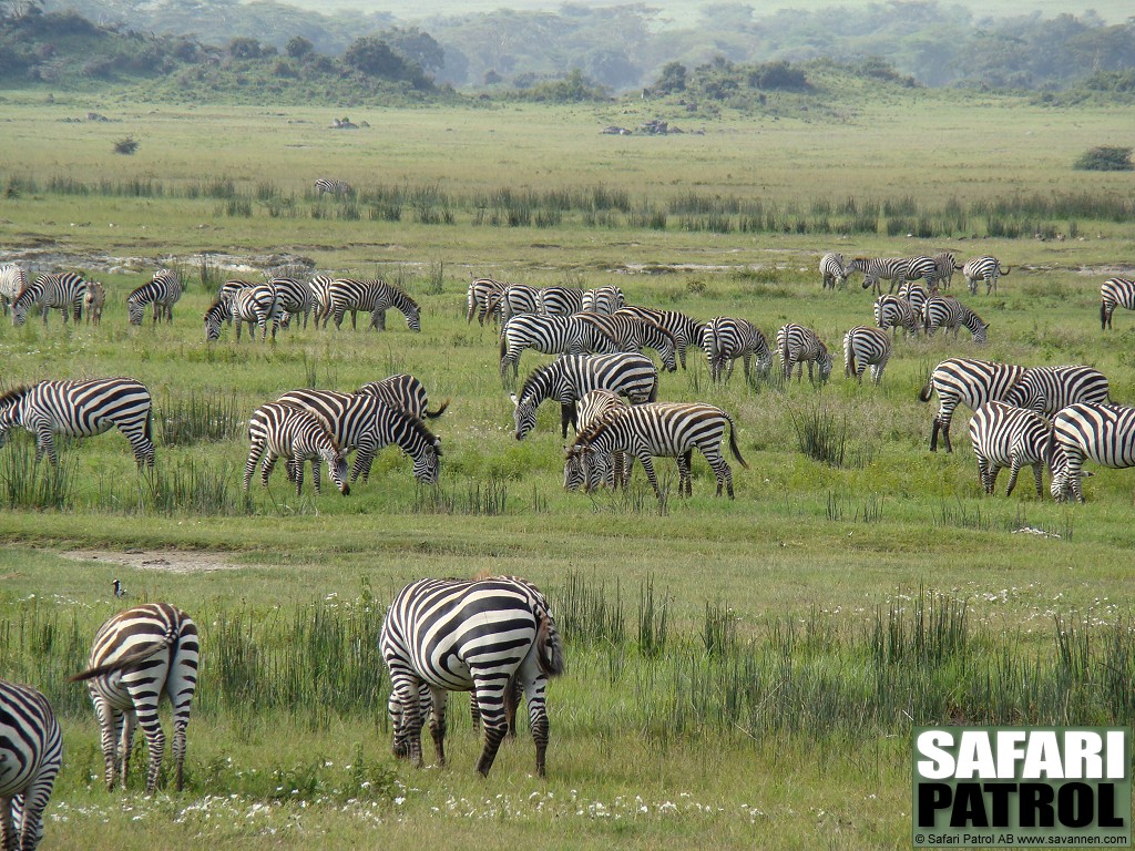 Zebror. (Sydvstra Ngorongorokratern, Tanzania)