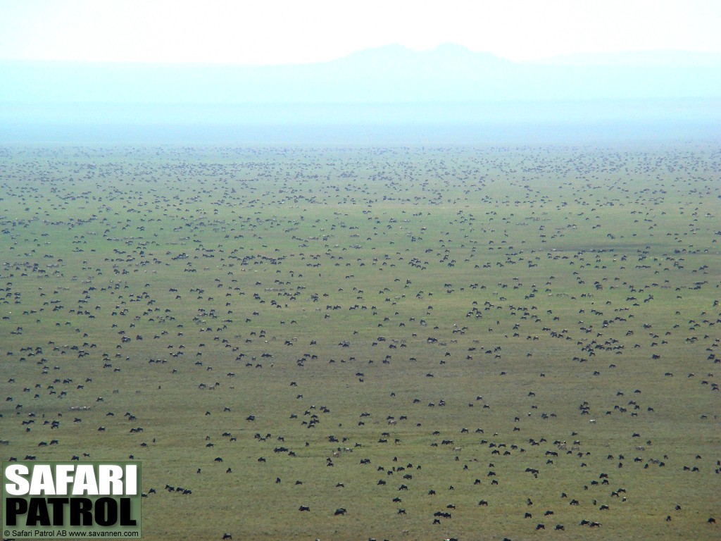 Migrationen p Serengetisltten sder om Naabi Hill. (Sdra Serengeti National Park, Tanzania)