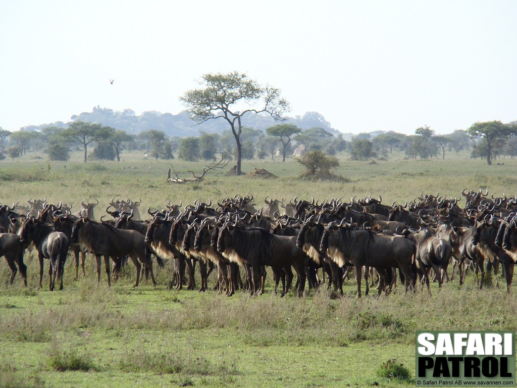 Gnuhjord hller uppsikt mot rovdjur. (Moru Kopjes i Serengeti National Park, Tanzania)