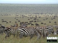 Migrationen. (Sder om Naabi Hill i Serengeti National Park, Tanzania)