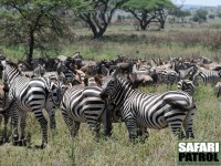 Zebror och gnuer. (Serengeti National Park, Tanzania)