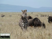 Gnuer och zebror p grssavannen. (Serengeti National Park, Tanzania)