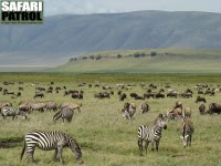 Gnuer och zebror strax sder om Engitatiplatn. (Ngorongorokratern, Tanzania)