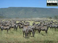 Stor zebrahjord. (Sdra Serengeti National Park, Tanzania)