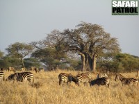Zebror och gnuer i Tarangire. I bakgrunden ett av parkens mnga babobabtrd (som ocks kallas apbrdstrd). (Tarangire National Park, Tanzania)