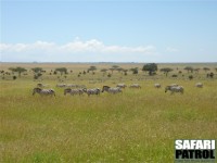Zebror p vandring norrut nra Lake Magadi/Lake Moru. (Sdra Serengeti National Park, Tanzania)