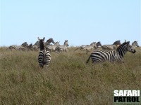 Zebror och en rrbock (samt en koantilop skymtande med hornen i bakgrunden) p flykt. (Serengeti National Park, Tanzania)