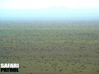 Migrationen p Serengetisltten sder om Naabi Hill. (Sdra Serengeti National Park, Tanzania)
