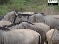 Gnuer. (Tarangire National Park, Tanzania)