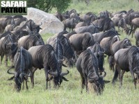 Gnuer. (Moru Kopjes i Serengeti National Park, Tanzania)