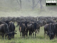 Gnuhjord. (Moru Kopjes i Serengeti National Park, Tanzania)