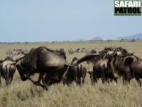 Gnu p sprng. (Naabi Hill i sdra Serengeti National Park, Tanzania)