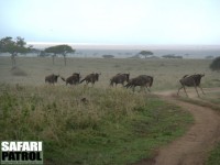 Gnuer p sprng. (Serengeti National Park, Tanzania)