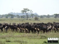 Gnuhjord hller uppsikt mot rovdjur. (Moru Kopjes i Serengeti National Park, Tanzania)