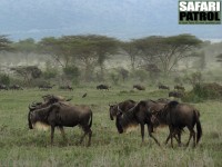 Vandrande gnuer. (Serengeti National Park, Tanzania)