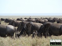 Gnuer kring Serengetis parkentr vid Naabi Hill. Hr och var syns ridande flikstarar. (Sdra Serengeti National Park, Tanzania)