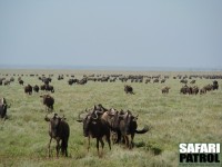 Gnumigration p kortgrssltten sder om parkentrn vid Naabi Hill. (Sdra Serengeti National Park, Tanzania)