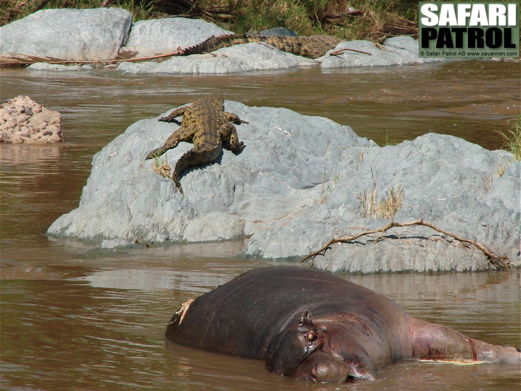 Nilkrokodiler och dd flodhst. (Seronerafloden i Serengeti National Park, Tanzania)