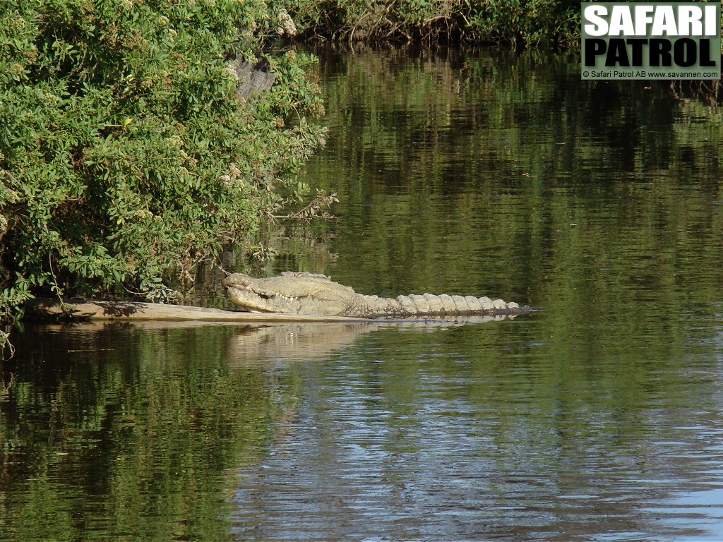 Nilkrokodil. (Seronerafloden i Serengeti National Park, Tanzania)