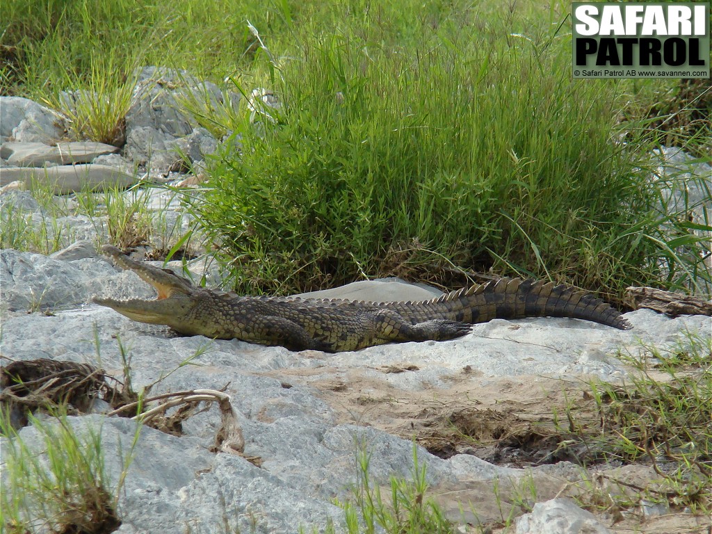 Nilkrokodil. (Serengeti National Park, Tanzania)
