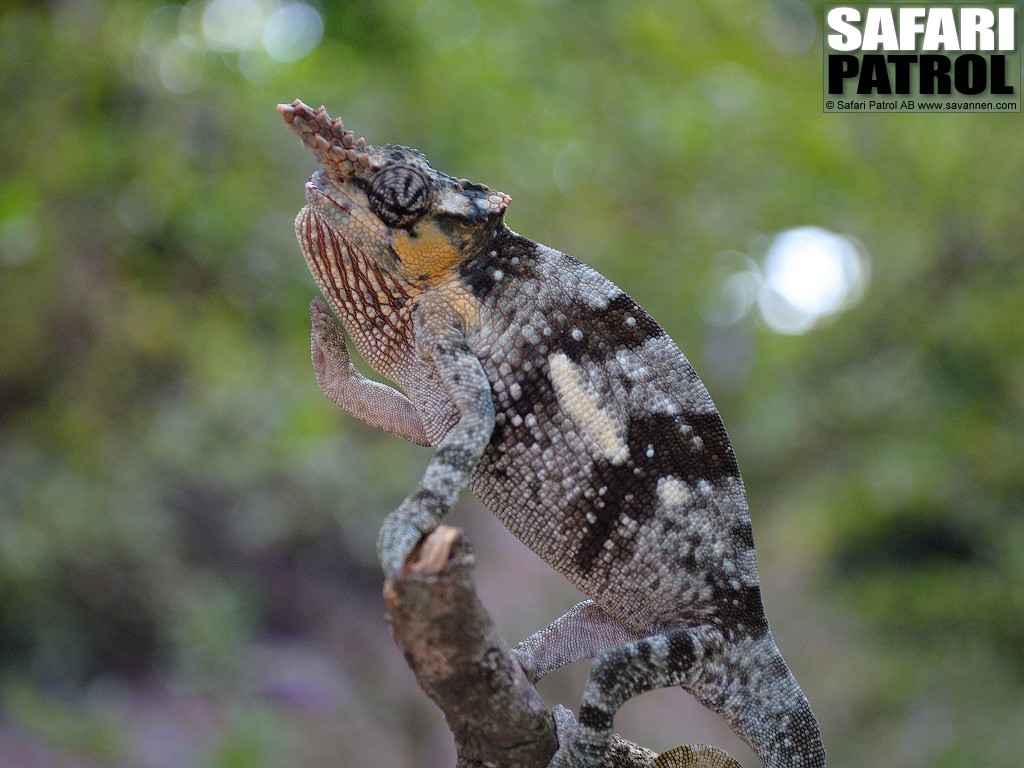 Kameleont  Mt. Kilimanjaro two-horned chameleon. (Arusha, Tanzania)