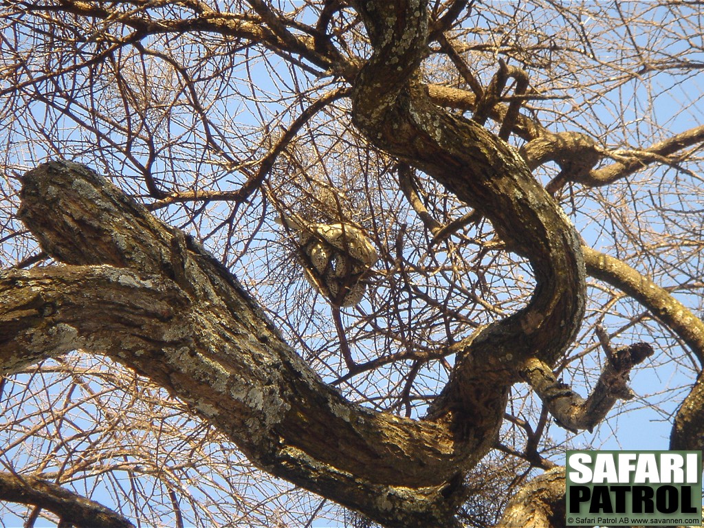 Klippyton i trd. (Tarangire National Park, Tanzania)