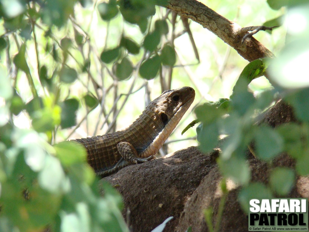 Stor sklddla. (Tarangire National Park, Tanzania)