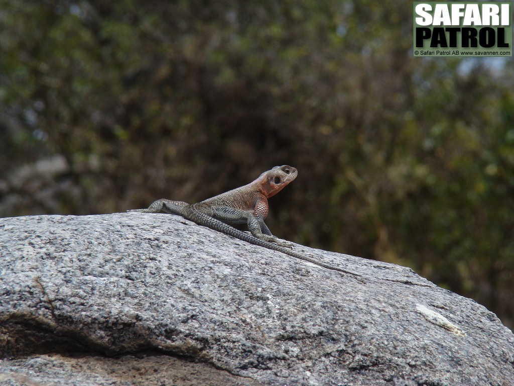 Agam  Mwanza flat-headed agama. (Serengeti National Park, Tanzania)