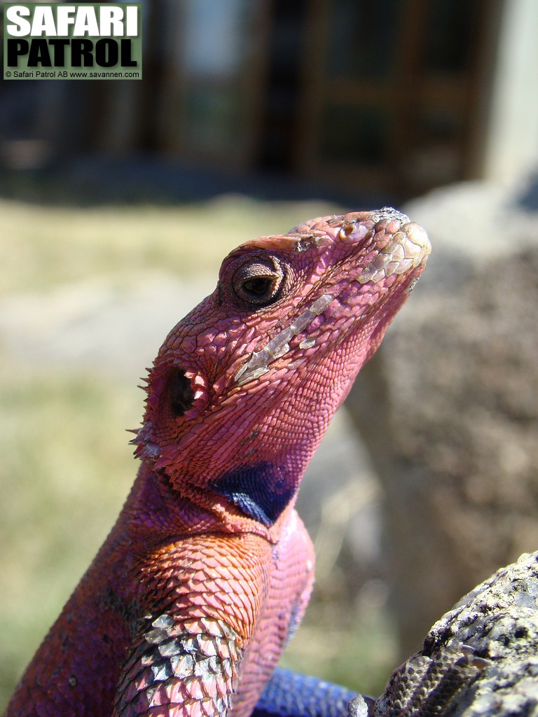 Agam  Mwanza flat-headed agama. (Serengeti National Park, Tanzania)