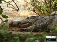 Nilkrokodil. (Samburu National Reserve, Kenya)