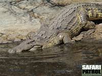 Nilkrokodil. (Serengeti National Park, Tanzania)