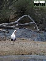 Nilkrokodil och afrikansk ibisstork. (Retima Hippo Pool i Serengeti National Park, Tanzania)