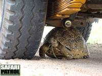 Leopardskldpadda under safarijeep. (Serengeti National Park, Tanzania)