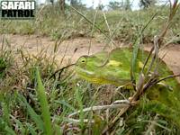 Kameleont  Flap-necked chameleon. (Tarangire National Park, Tanzania)