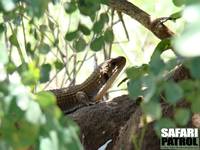 Stor sklddla. (Tarangire National Park, Tanzania)