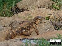 Savannvaran. (Samburu National Reserve, Kenya)