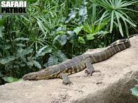 Nilvaran. (Lake Manyara National Park, Tanzania)