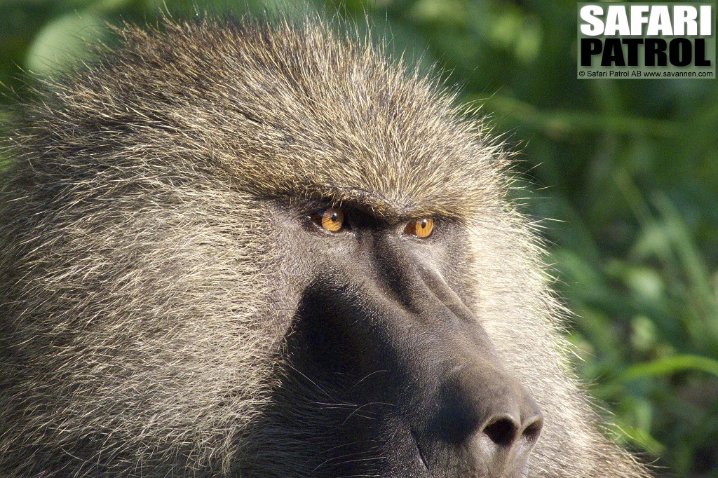 Babian. (Tarangire National Park, Tanzania)
