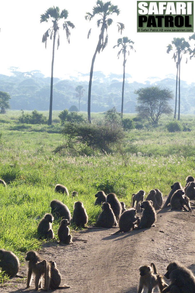 Babianer. (Tarangire National Park, Tanzania)