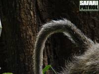 Babian. (Lake Manyara National Park, Tanzania)
