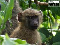 Babian. (Lake Manyara National Park, Tanzania)