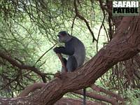 Bl markatta. (Lake Manyara National Park, Tanzania)