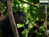 Bl markatta. (Lake Manyara National Park, Tanzania)