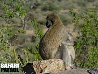 Grna markattor. (Serengeti National Park, Tanzania)