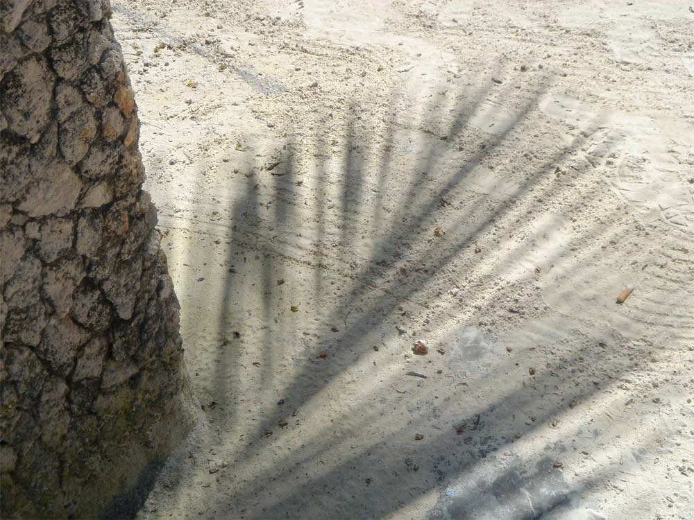 Skugga frn en kokospalm. (Zanzibar, Tanzania)