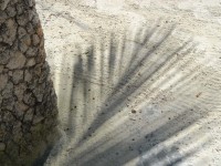 Skugga frn en kokospalm. (Zanzibar, Tanzania)