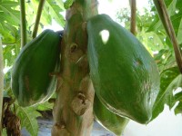 Papaya. (Zanzibar, Tanzania)