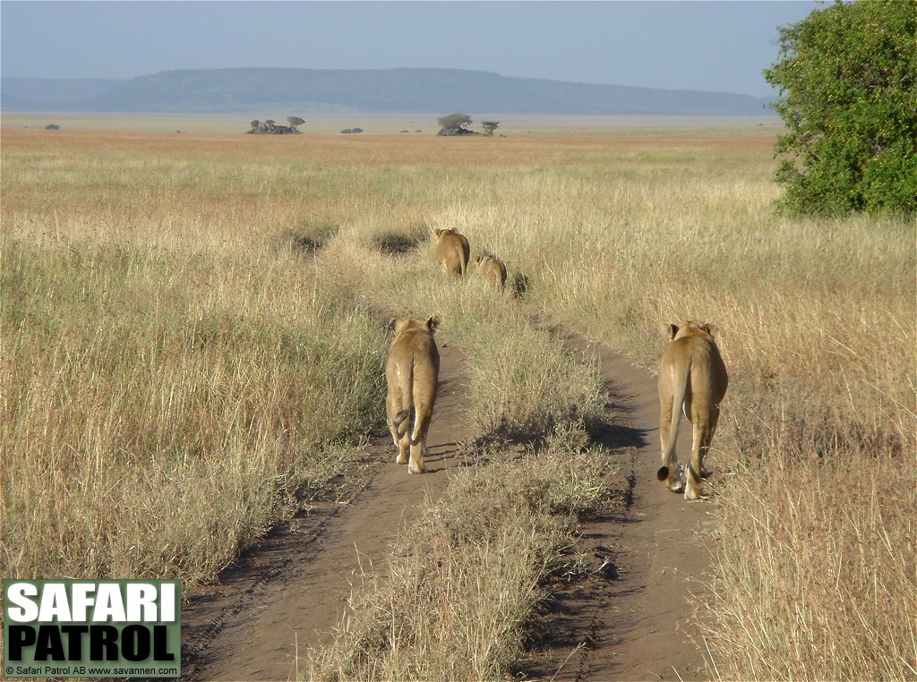 Grupp ur en lejonflock. (Centrala Serengeti National Park, Tanzania)