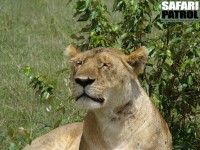 Lejonhona. (Masai Mara National Reserve, Kenya)