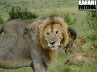 Lejonflock. (Masai Mara National Reserve, Kenya)